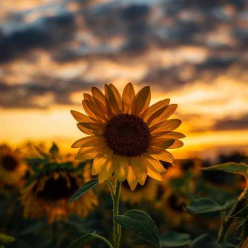 دانلود آهنگ ای دل تو خریداری نداری دانلود آهنگ ای دل تو خریداری نداری